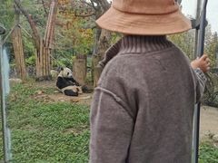-都江堰中华大熊猫苑