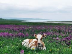 -青海湖国家重点风景名胜区