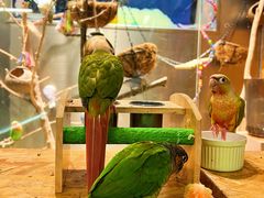 -吾叁·吉趣鸟咖(万科店)