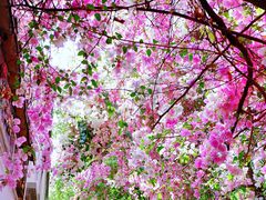 -深圳国际园林花卉博览园