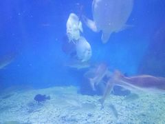 -上海长江河口科技馆