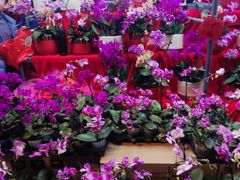 -越秀西湖花市(广州城市广场花卉店)