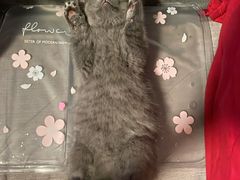 -柚子猫舍·精品猫舍购猫·猫咪认养·购宠·宠物店