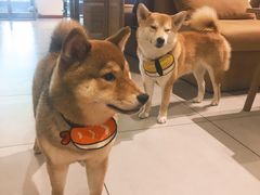 -柴务处·柴犬主题狗咖