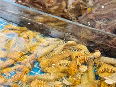 -大锅强·蒸海鲜青岛菜(吾悦广场店)