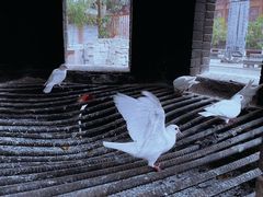 -西安大兴善寺