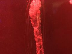 -亚龙湾海底世界