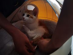 -瑞派福兴宠物医院犬猫全科·骨科·中西医结合(河东店)