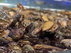 鲍鱼-乔哥铭洋海鲜自助(皇城恒隆广场店)