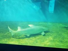 -北戴河圣蓝海洋公园