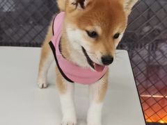 -怪兽屋·羊驼·猫咖·狗咖(俊华广场店)