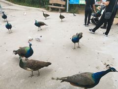 -西霞口神雕山野生动物世界