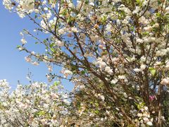 -天适樱花悠乐园