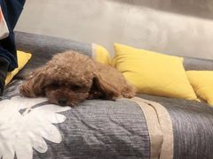 -PETKIT 小佩宠物·低压洗护·美容·寄养(安远店)