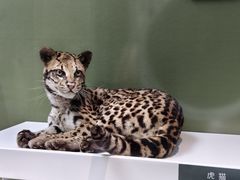 -国家自然博物馆