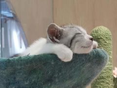 -BABIT巴比特宠物(MOMOPARK店)