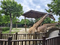 -上海野生动物园
