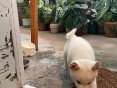 -自由生长植物工作室(深港花卉中心店)