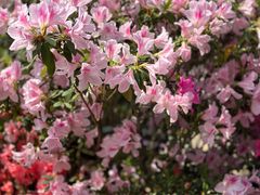 -梧桐山风景名胜区