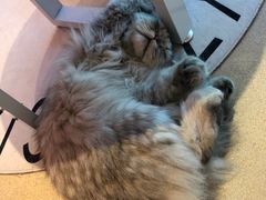 -藏猫猫咖啡主题馆(中央大道店)