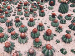 -深圳仙湖植物园