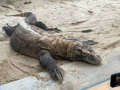 -广州长隆野生动物世界