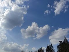 -上海滨江森林公园