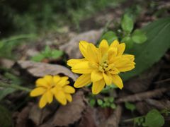 -五营红松林海景区