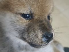 -中环花鸟鱼虫市场