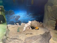 -zoonana室内动物园(东方福来德店)