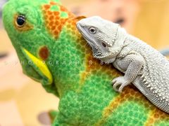 -FAIRYLAND龙族星球主题餐厅(凯丹广场店)