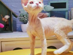 -十年猫舍·猫咪专门店(普陀店)