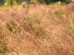 -艾溪湖湿地公园