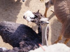 -泉州海丝野生动物世界