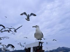 -海驴岛(荣成市)