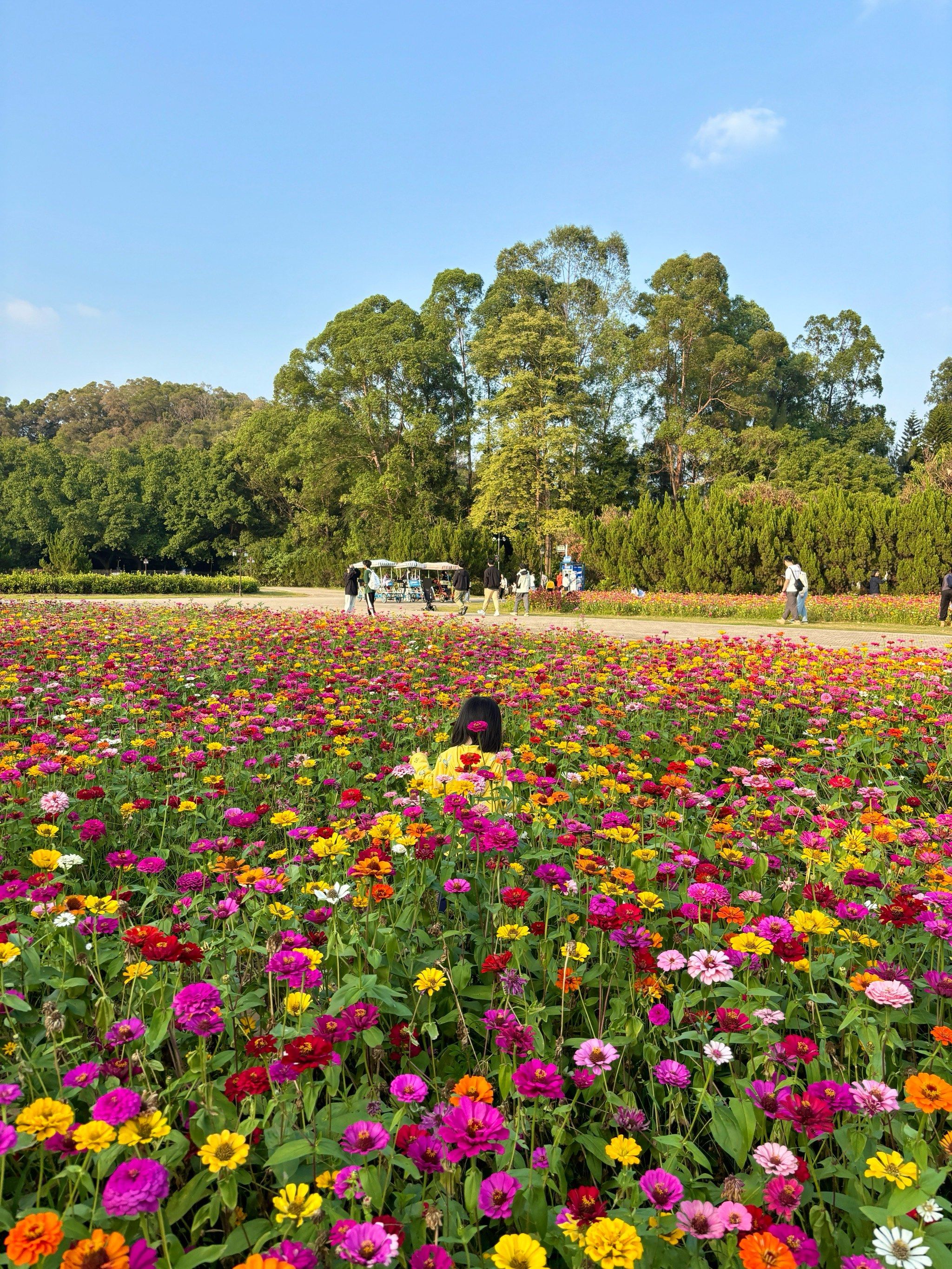 广州这个公园的花又开好了🌼