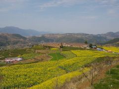 -桑洲油菜花景区