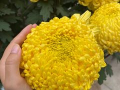 -碧江金楼