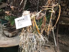 -呀路古热带植物园