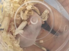 -酷以爬仙阁实体爬宠店·守宫·蜥蜴·专业繁育