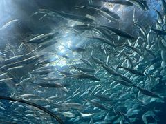 -上海海洋水族馆