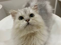 -李小姐の猫咖啡馆(五角场店)