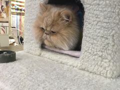 -小时光咖啡馆(开森度假森林店)