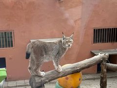 -青藏高原野生动物园