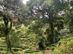 -十八棵（老龙井）御茶园(老龙井店)