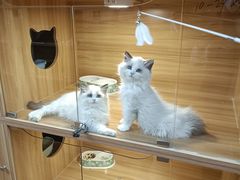 -猫十亿·布偶金渐层·曼基康矮脚猫舍(青年路店)