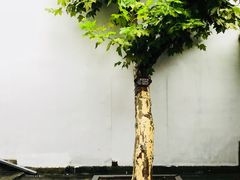 -溪口-滕头旅游景区