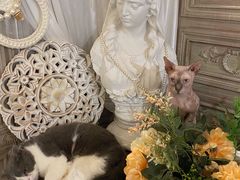 -共舞时光猫咖·狗咖(新街口店)