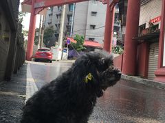 -重庆平顶山公园