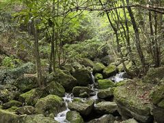 -天目山大树王景区